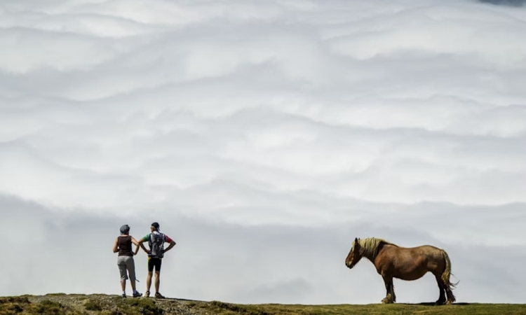 A ló, a hit és az éhség