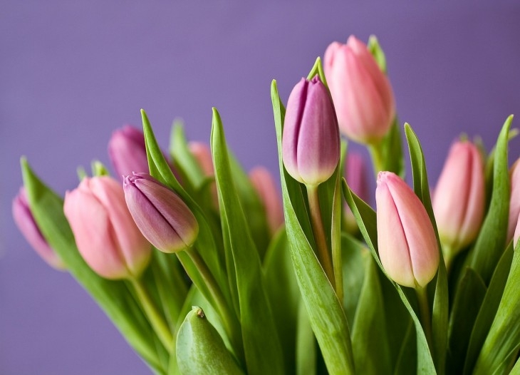 Mit suttog a tulipán virágnyelven?