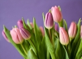 Mit suttog a tulipán virágnyelven?