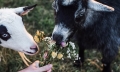 Vigyázz, forró! Ezeket a növényeket inkább ne vidd randira