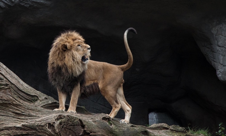 Tesztoszteron‑láz