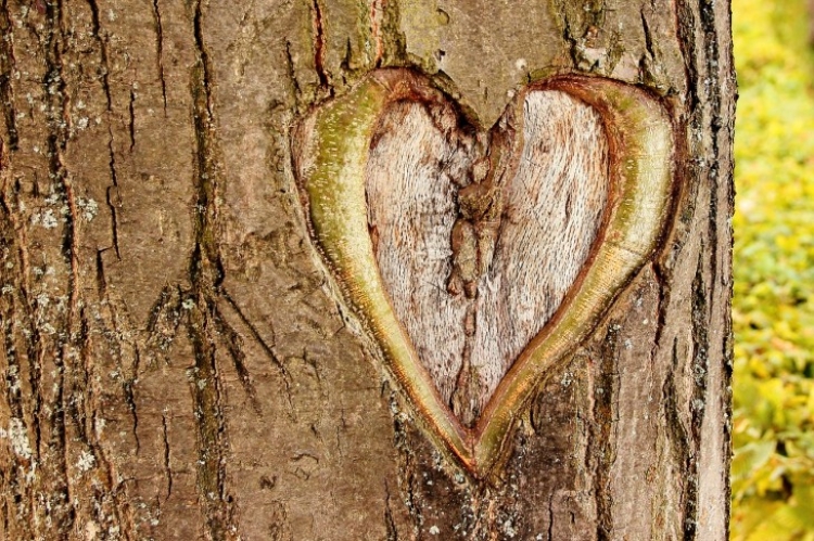 Bizarr szerelem! Egy nő, aki fával randizik