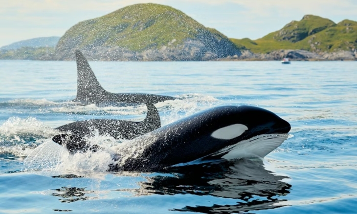 Orcák, akik lebuktak csókolózás közben