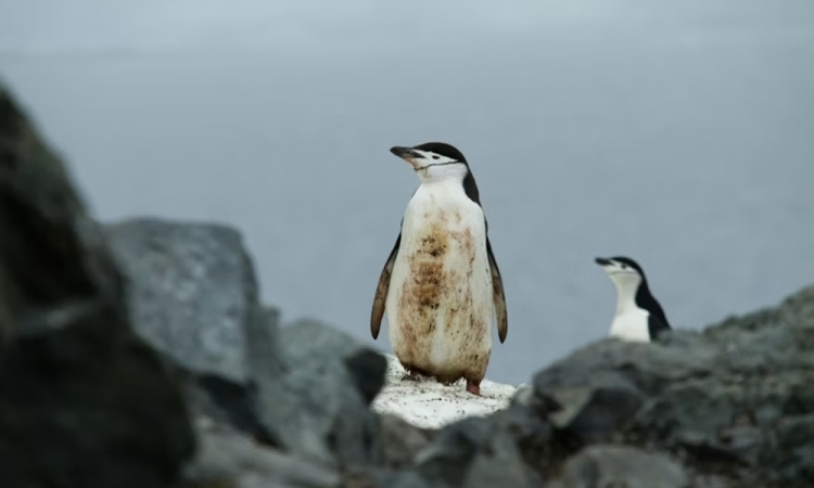 Miért élnek kevesebb ideig a férfiak?