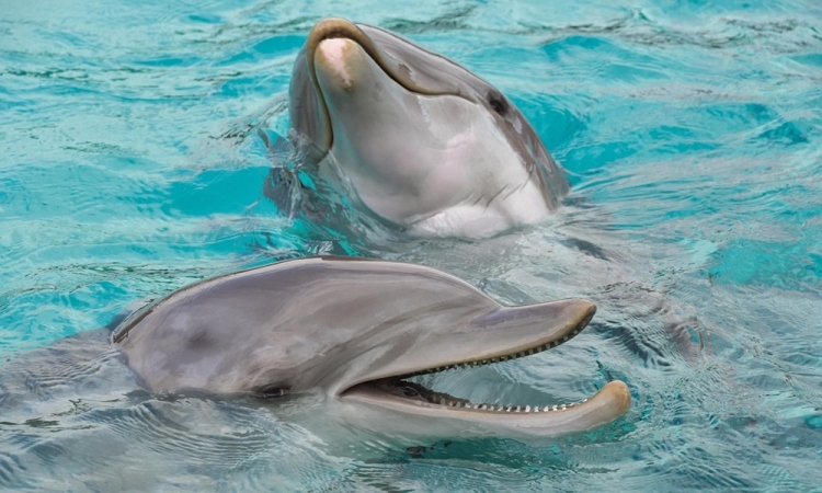 A delfinek titkos hossz&uacute; &eacute;let receptje