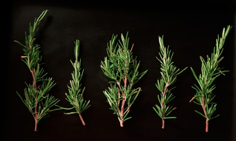 A rozmaring, ami letarolta a TikTokot